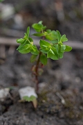 David Plant Photography - Wildlife Photography - Petty spurge - B