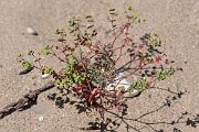 David Plant Photography - Wildlife Photography - Portland spurge - A
