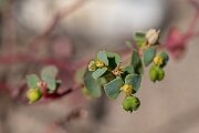 David Plant Photography - Wildlife Photography - Portland spurge - B