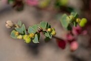David Plant Photography - Wildlife Photography - Portland spurge - D