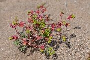 David Plant Photography - Wildlife Photography - Portland spurge - E