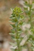 David Plant Photography - Wildlife Photography - Sea spurge - A