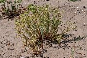 David Plant Photography - Wildlife Photography - Sea spurge - K
