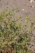 David Plant Photography - Wildlife Photography - Sea spurge - L
