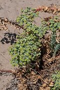 David Plant Photography - Wildlife Photography - Sea spurge - M