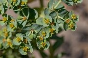 David Plant Photography - Wildlife Photography - Sea spurge - N