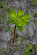 David Plant Photography - Wildlife Photography - Sun spurge - E