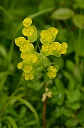 David Plant Photography - Wildlife Photography - Wood spurge - C