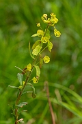 David Plant Photography - Wildlife Photography - Wood spurge - D