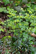 David Plant Photography - Wildlife Photography - Wood spurge - H