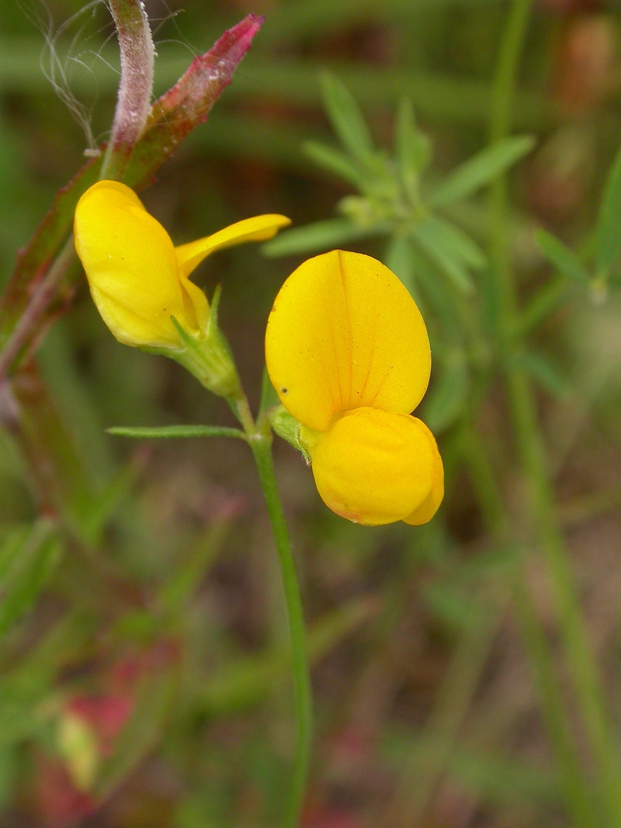 David Plant Photography - Wildlife Photographer - Narrow-leaved birdsfoot trefoil - A.jpg - Narrow-leaved birdsfoot trefoil - Monmouthshire