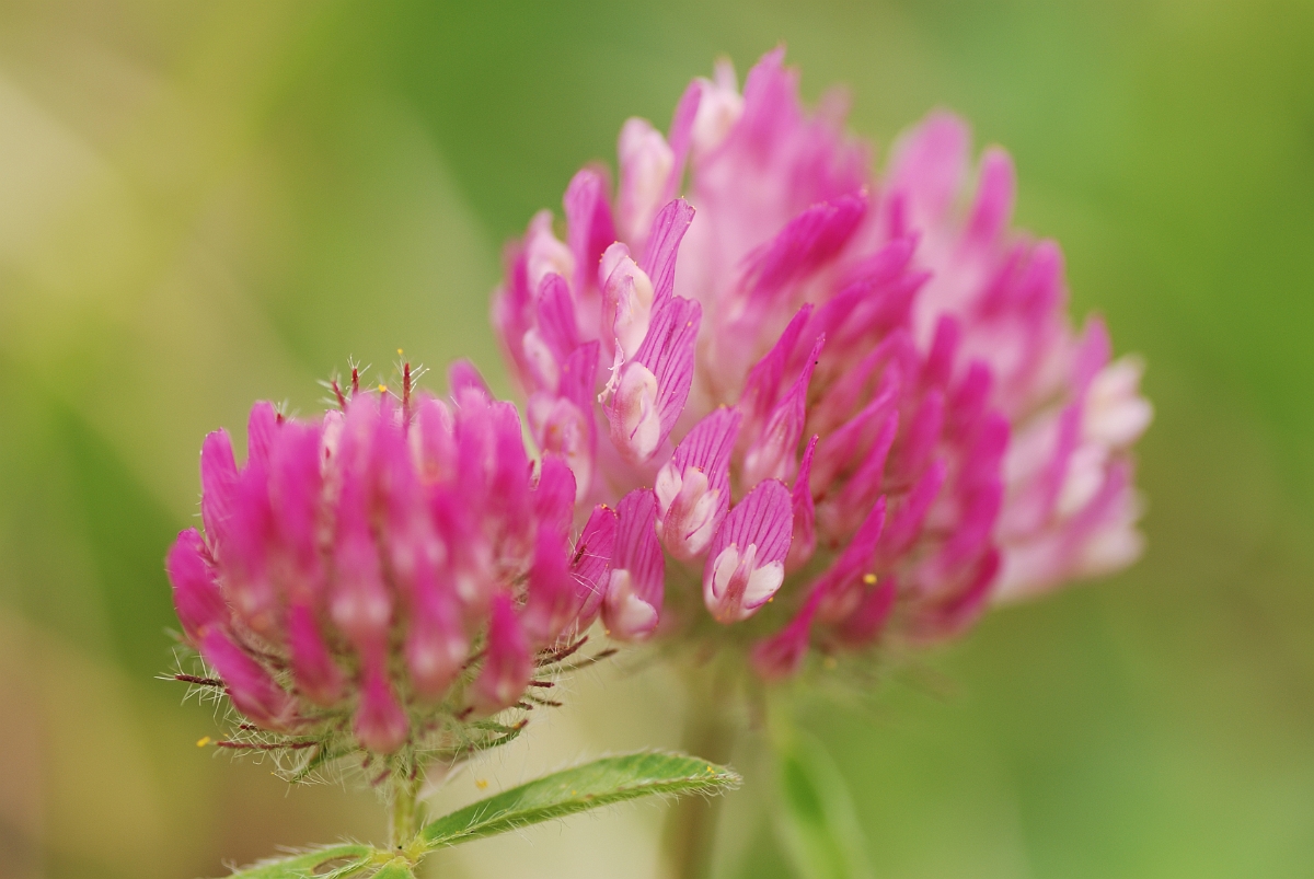 David Plant Photography - Wildlife Photographer - Red clover - A.jpg - Red clover flowers - Bedfordshire
