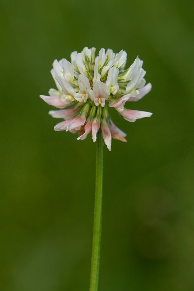 David Plant Photography - Wildlife Photography - Alsike clover - A.JPG - Alsike clover - Oxfordshire