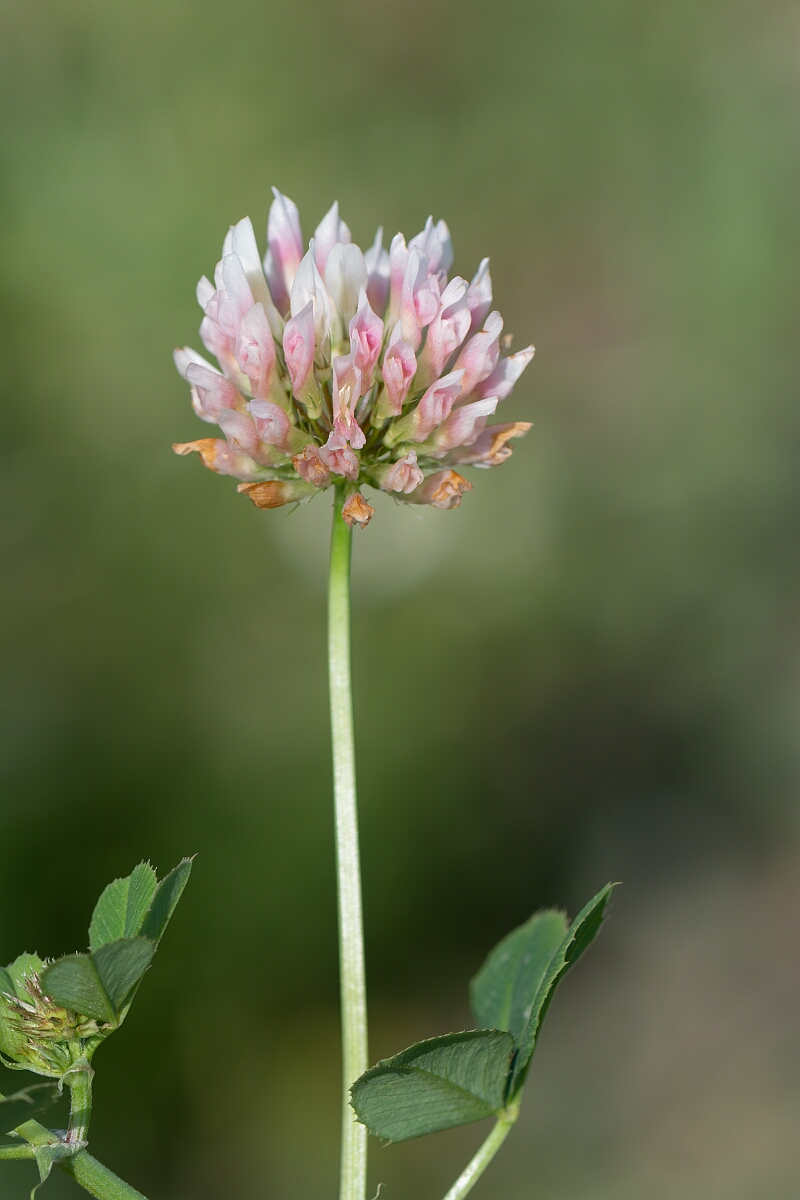 David Plant Photography - Wildlife Photography - Alsike clover - G.jpg - Alsike clover, Trifolium hybridum, flower head - Norfolk