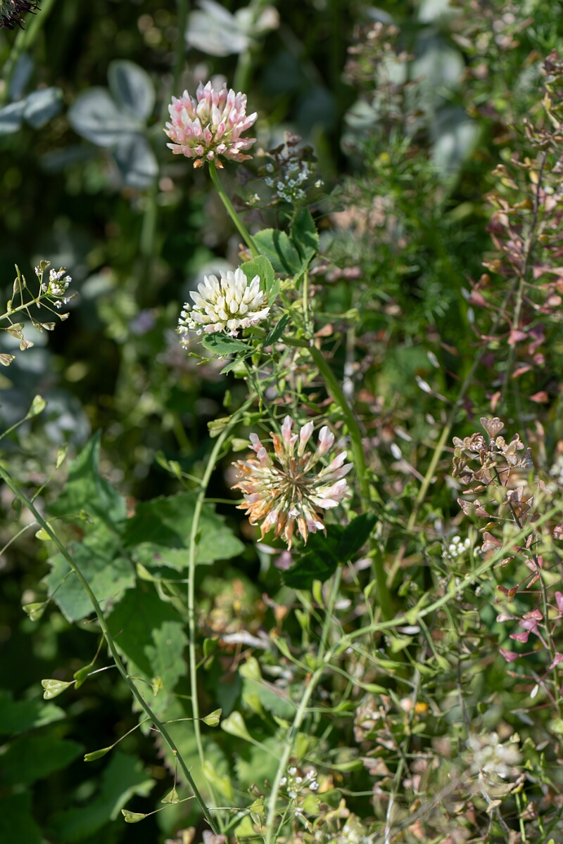David Plant Photography - Wildlife Photography - Alsike clover - H.jpg - Alsike clover, Trifolium hybridum, plants - Norfolk