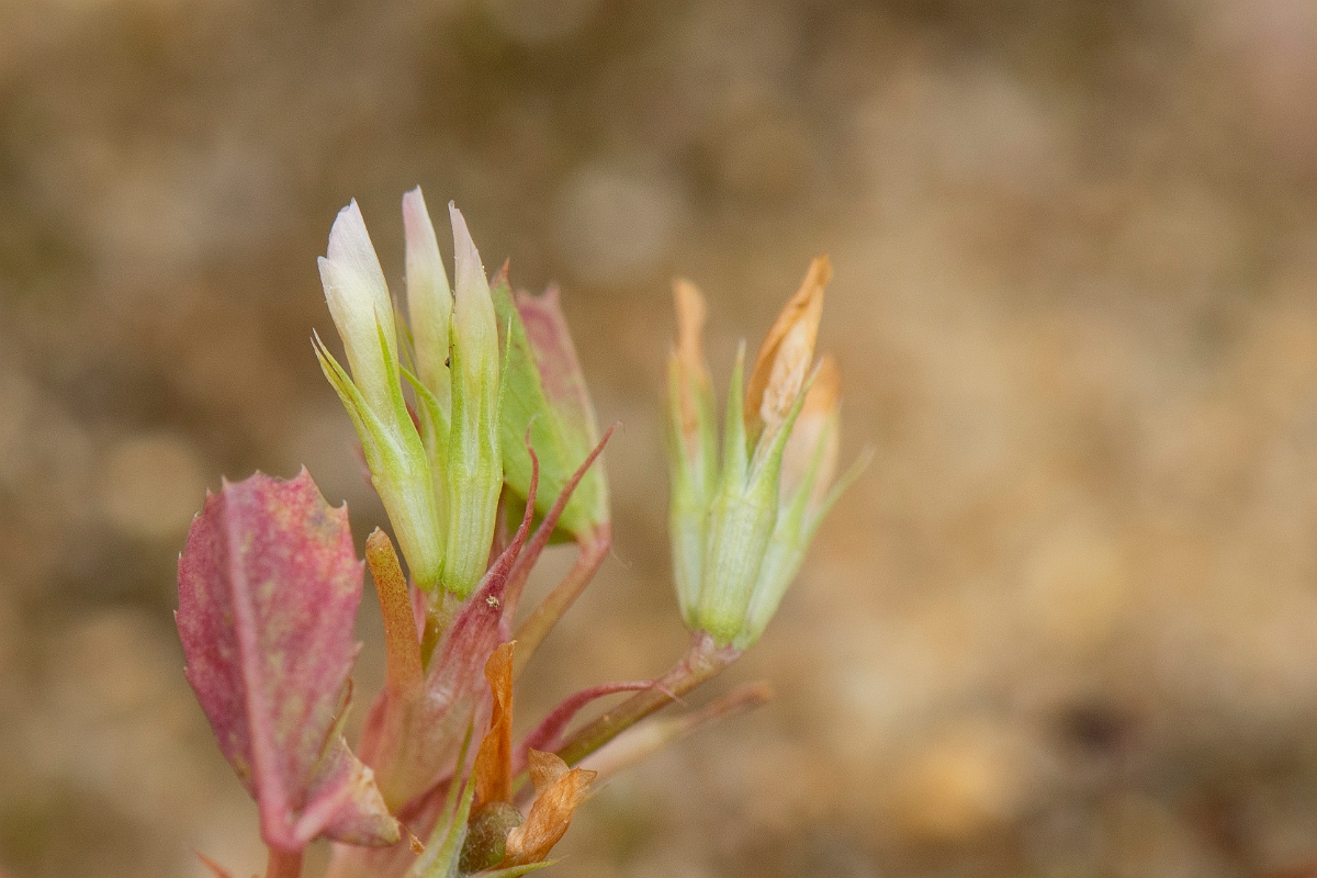 David Plant Photography - Wildlife Photography - Birdsfoot clover - C.jpg - Birdsfoot clover - Kent