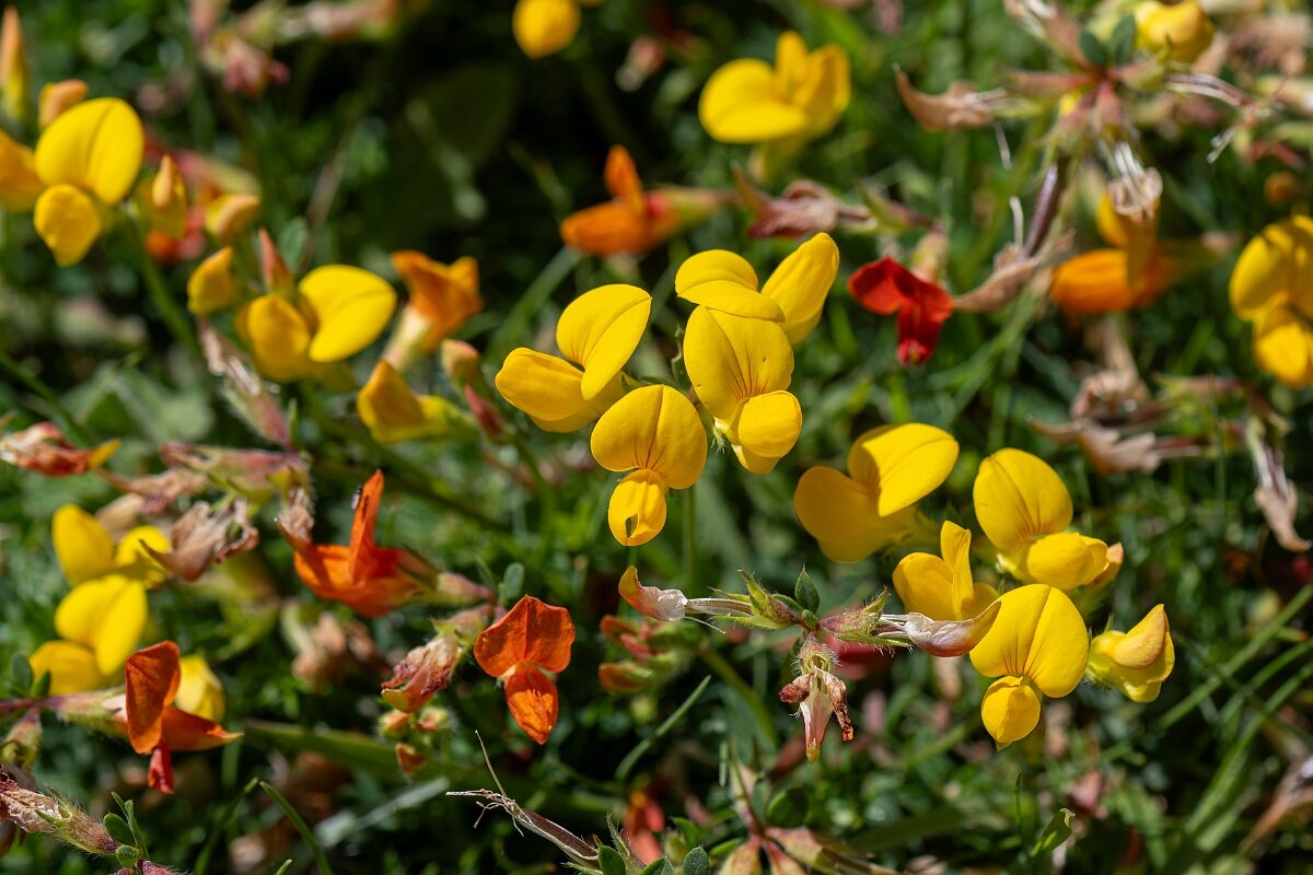 David Plant Photography - Wildlife Photography - Birdsfoot trefoil - F.jpg - Birdsfoot trefoil, Lotus corniculatus - North Somerset