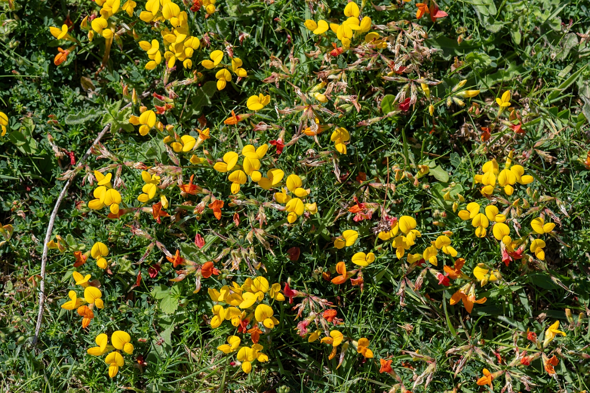 David Plant Photography - Wildlife Photography - Birdsfoot trefoil - G.jpg - Birdsfoot trefoil, Lotus corniculatus - North Somerset