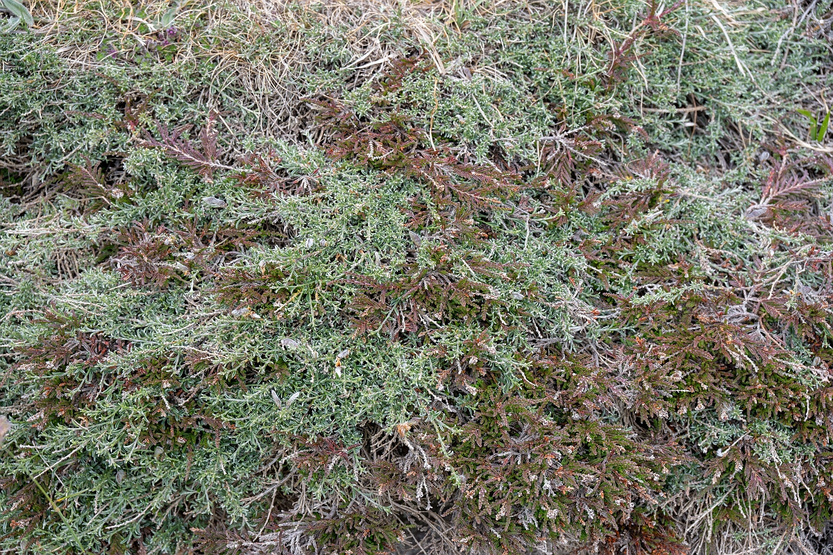 David Plant Photography - Wildlife Photography - Broom, maritimus - I.jpg - Broom, subspecies maritimus - Cornwall