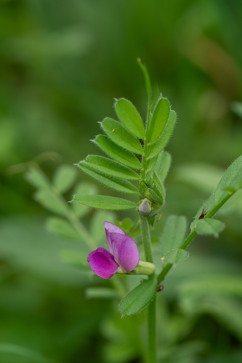 David Plant Photography - Wildlife Photography - Common vetch - F.jpg - Common vetch, flower - Cotswolds