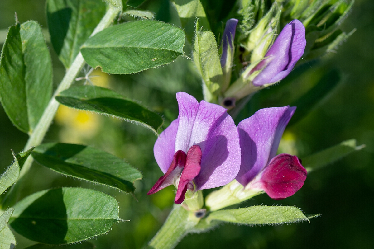 David Plant Photography - Wildlife Photography - Common vetch - G.jpg - Common vetch, Vicia sativa sativa, flowers - Norfolk