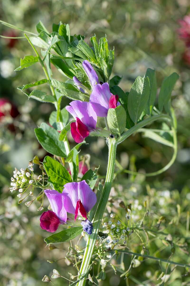 David Plant Photography - Wildlife Photography - Common vetch - H.jpg - Common vetch, Vicia sativa sativa, flowers - Norfolk