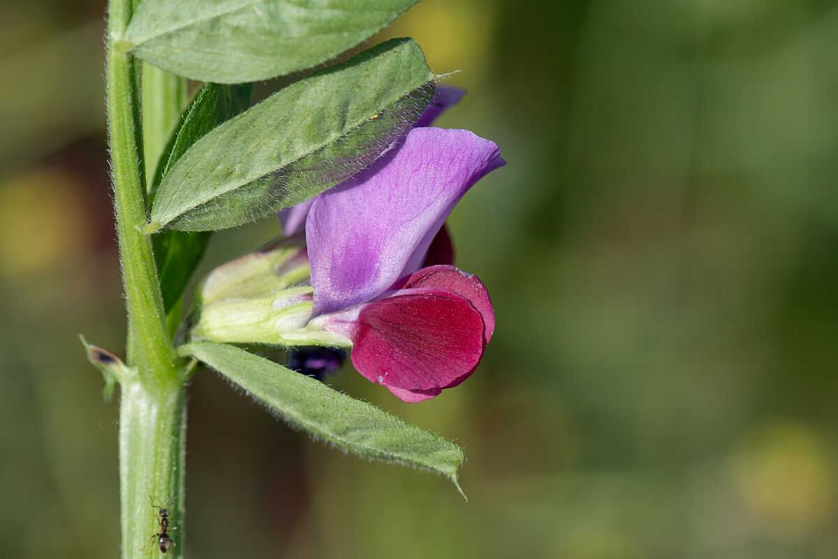 David Plant Photography - Wildlife Photography - Common vetch - I.jpg - Common vetch, Vicia sativa sativa, flowers - Norfolk