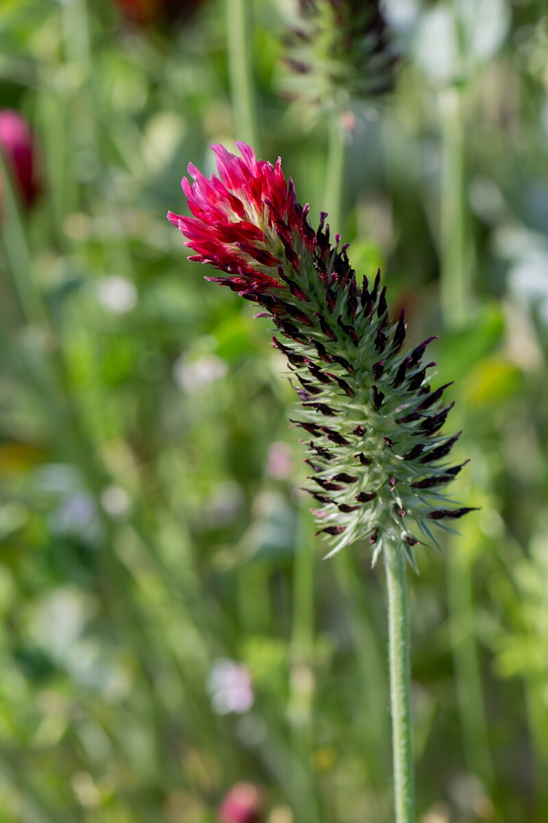 David Plant Photography - Wildlife Photography - Crimson clover - A.jpg - Crimson clover, Trifolium incarnatum incarnatum, flower head - Norfolk