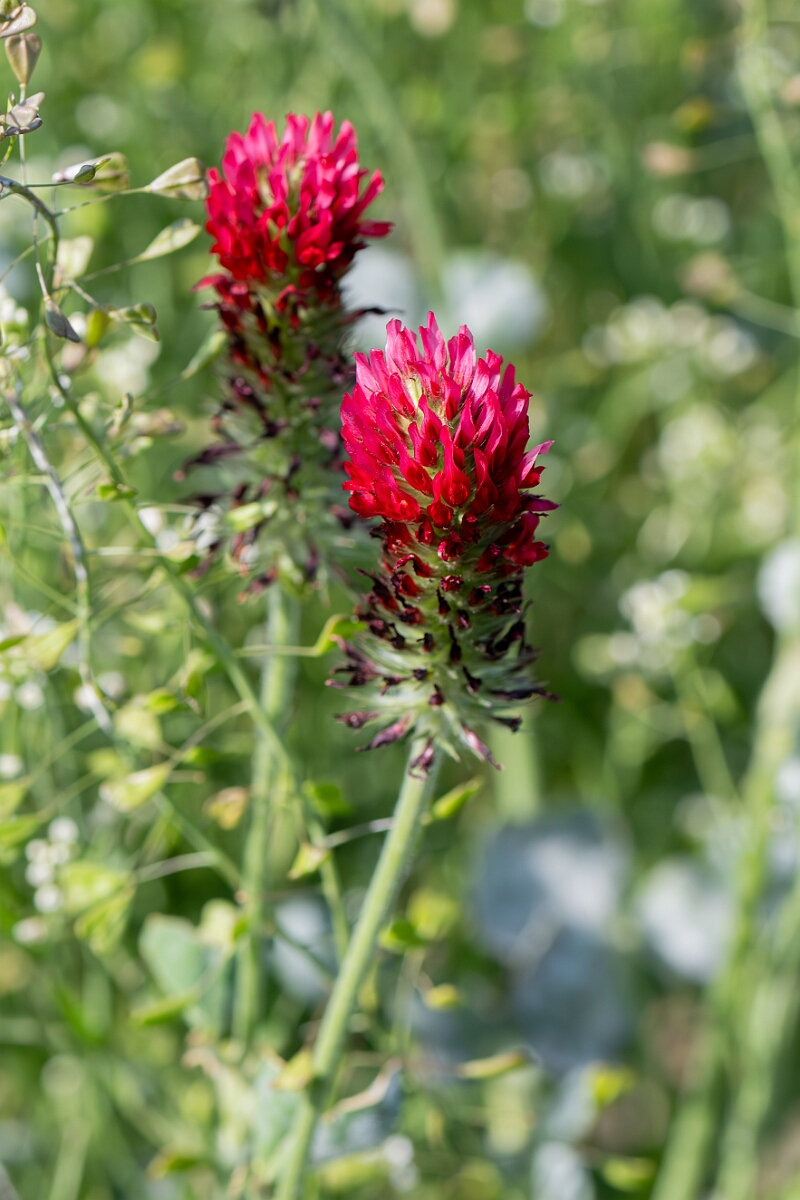David Plant Photography - Wildlife Photography - Crimson clover - B.jpg - Crimson clover, Trifolium incarnatum incarnatum, flower head - Norfolk