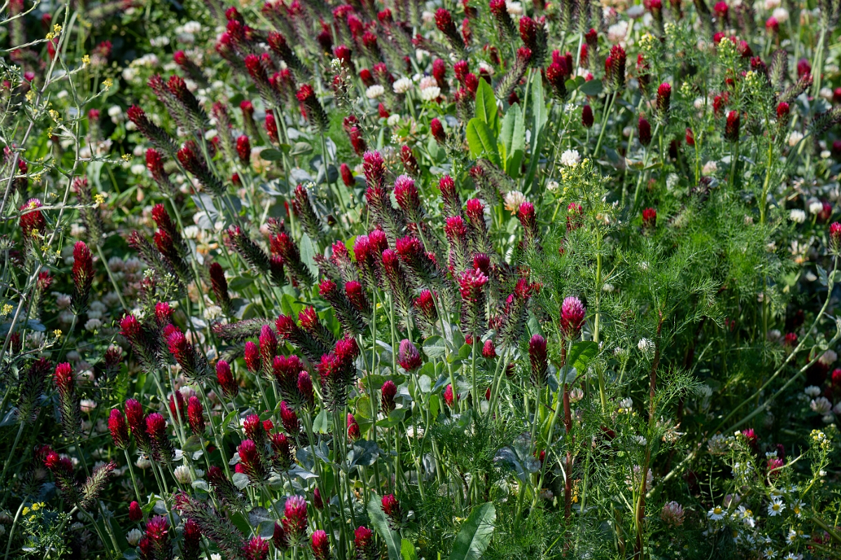 David Plant Photography - Wildlife Photography - Crimson clover - D.jpg - Crimson clover, Trifolium incarnatum incarnatum, plants - Norfolk