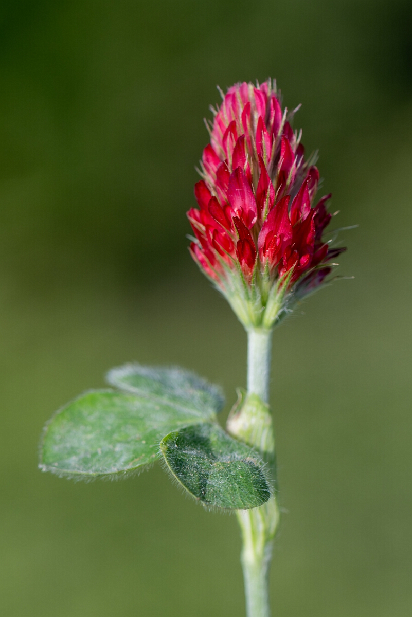 David Plant Photography - Wildlife Photography - Crimson clover - E.jpg - Crimson clover, Trifolium incarnatum incarnatum, flower head - Norfolk