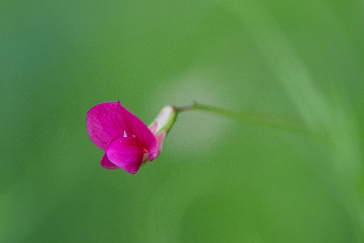 David Plant Photography - Wildlife Photography - Grass vetchling - F.jpg - Grass vetchling - Kent
