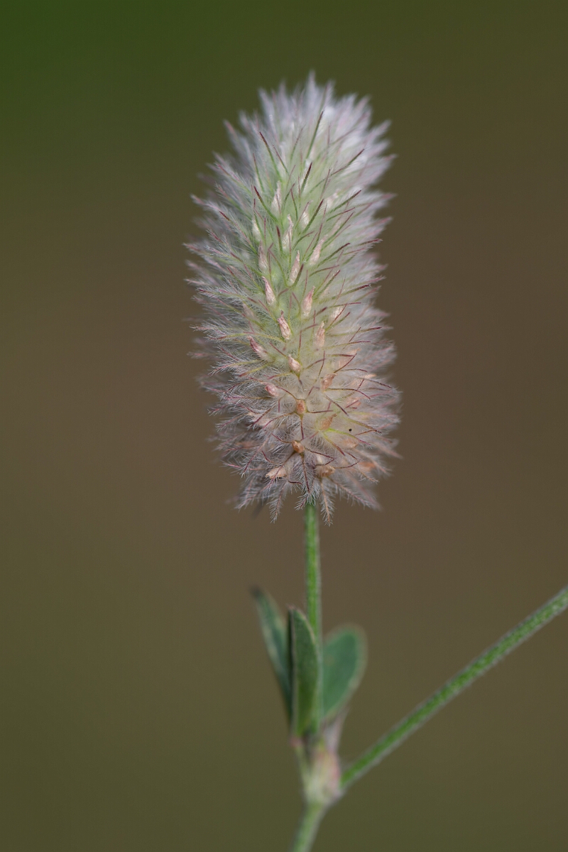David Plant Photography - Wildlife Photography - Haresfoot clover - D.jpg - Haresfoot clover - Norfolk