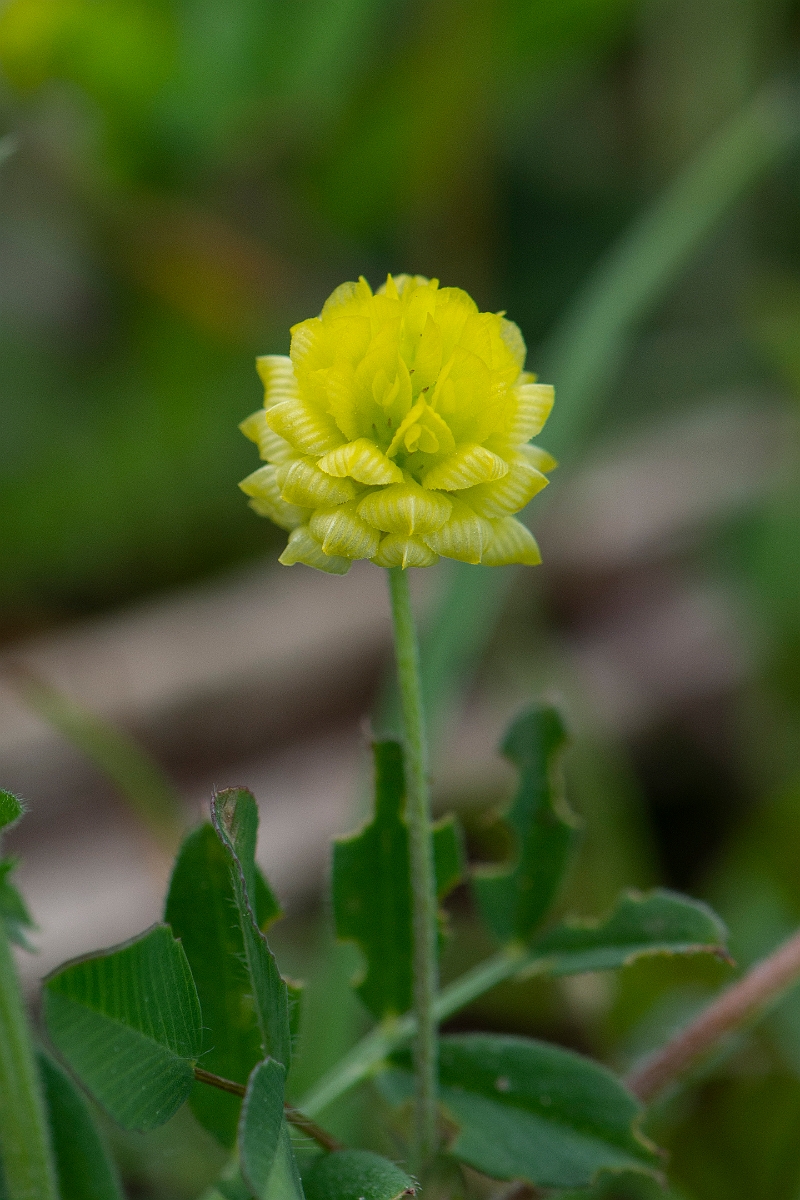 David Plant Photography - Wildlife Photography - Hop trefoil - B.JPG - Hop trefoil - Suffolk