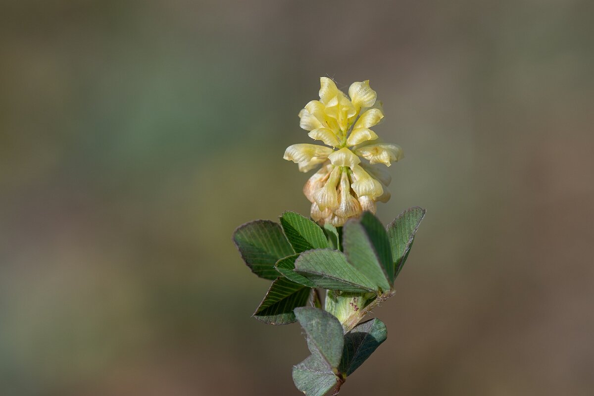 David Plant Photography - Wildlife Photography - Hop trefoil - C.jpg - Hop trefoil, Trifolium campestre, flowers - North Somerset