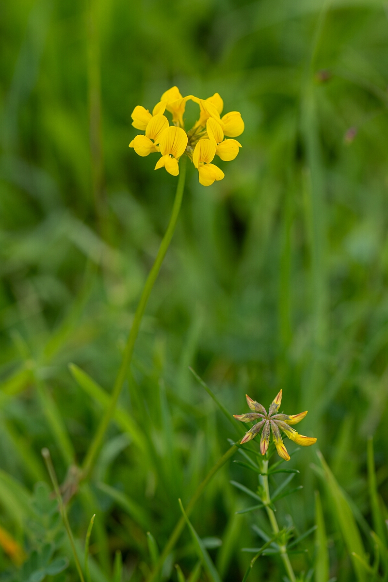 David Plant Photography - Wildlife Photography - Horseshoe vetch - B.jpg - Horseshoe vetch, Hippocrepis comosa - Gloucestershire