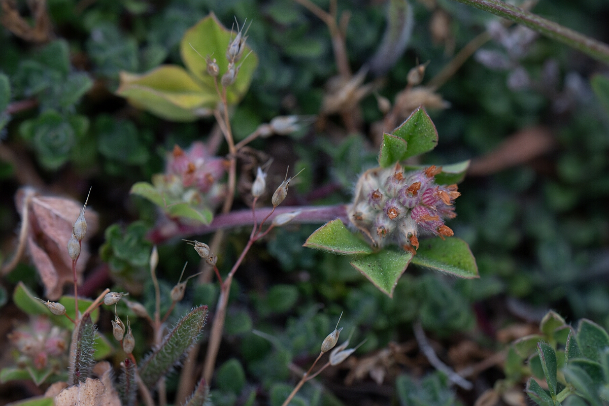 David Plant Photography - Wildlife Photography - Knotted clover - F.jpg - Knotted clover - Cornwall