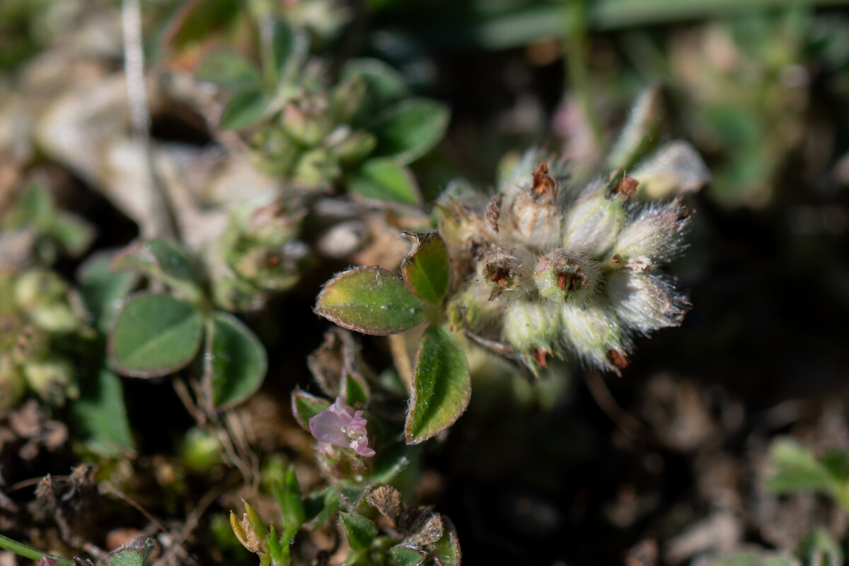 David Plant Photography - Wildlife Photography - Knotted clover - H.jpg - Knotted clover, Trifolium striatum - Hampshire