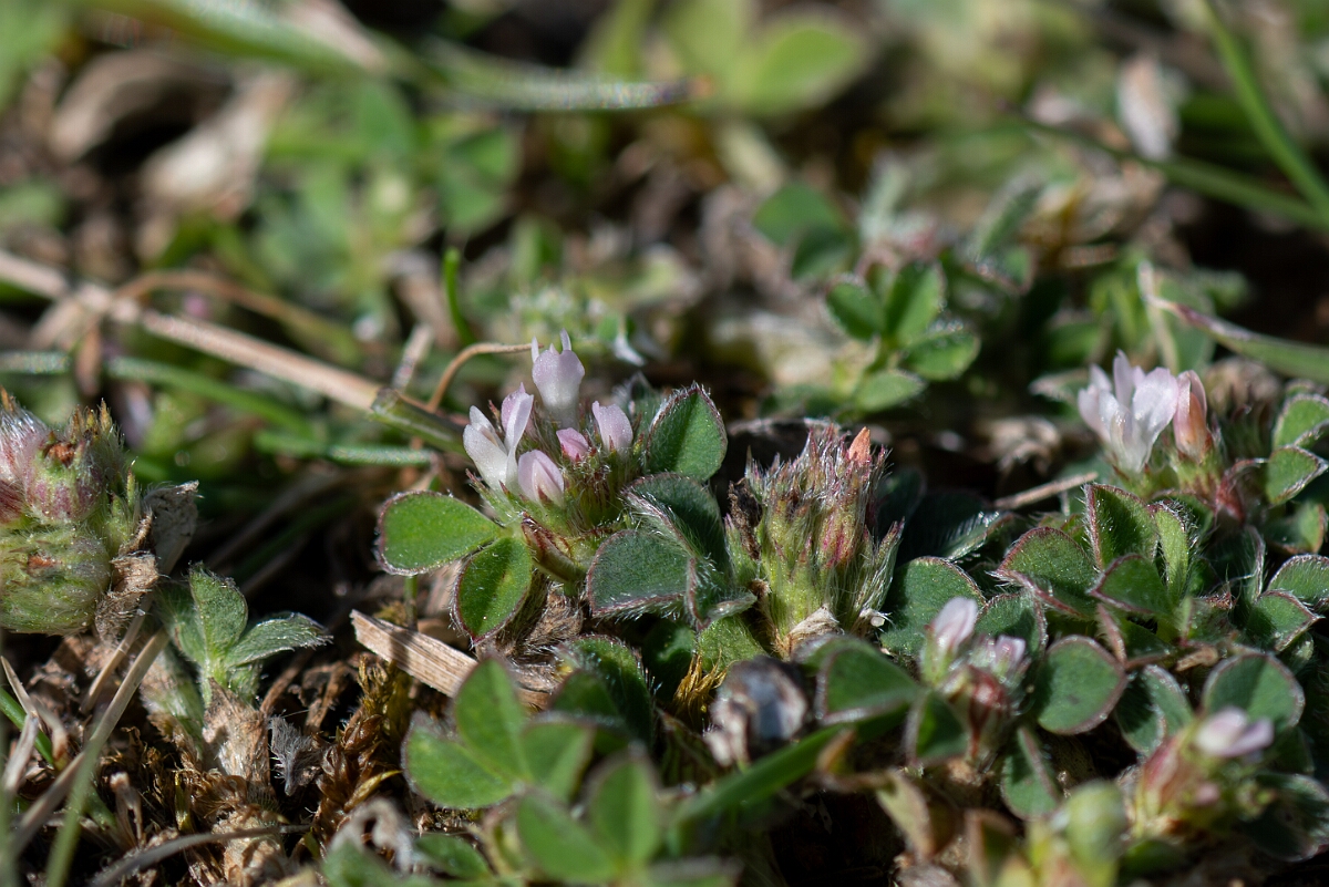 David Plant Photography - Wildlife Photography - Knotted clover - I.jpg - Knotted clover, Trifolium striatum - Hampshire