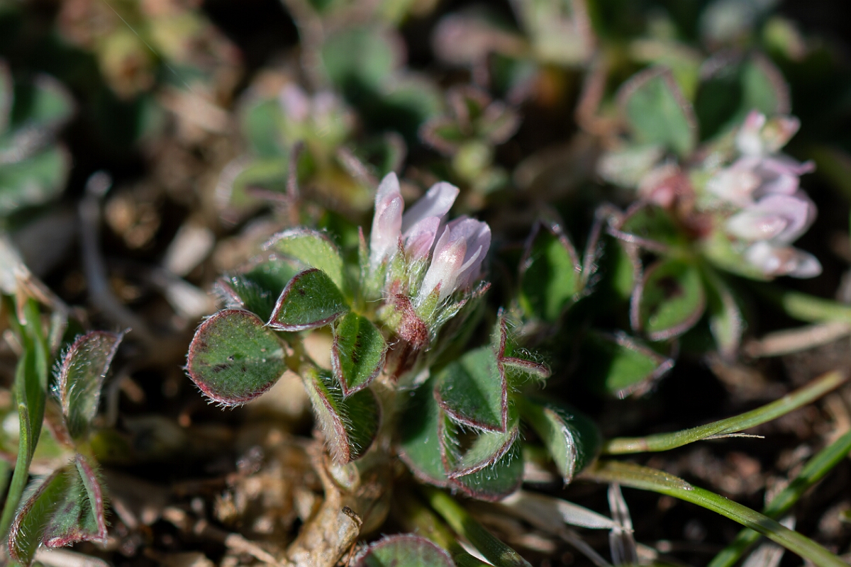 David Plant Photography - Wildlife Photography - Knotted clover - J.jpg - Knotted clover, Trifolium striatum - Hampshire