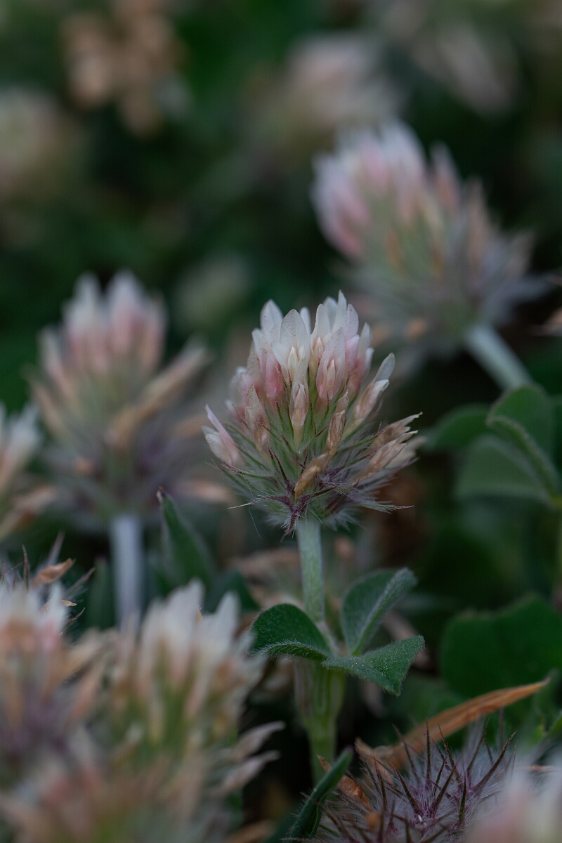 David Plant Photography - Wildlife Photography - Long-headed clover - D.jpg - Long-heaaded clover - Cornwall