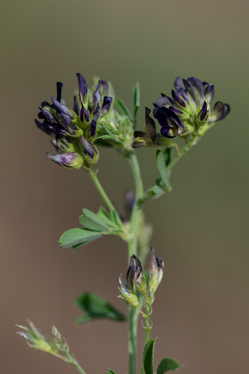 David Plant Photography - Wildlife Photography - Lucerne - D.jpg - Lucerne - Suffolk