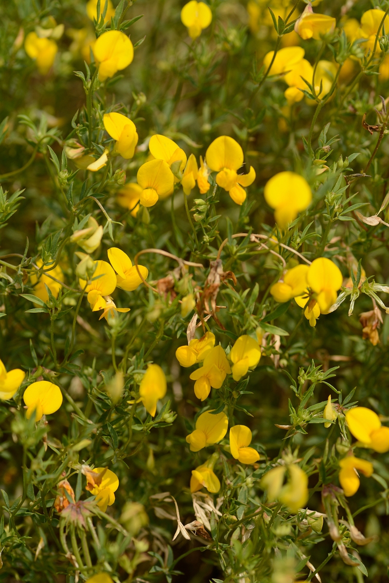 David Plant Photography - Wildlife Photography - Narrow-leaved birdsfoot trefoil - C.jpg - Narrow-leaved birdsfoot trefoil - Cambridgeshire