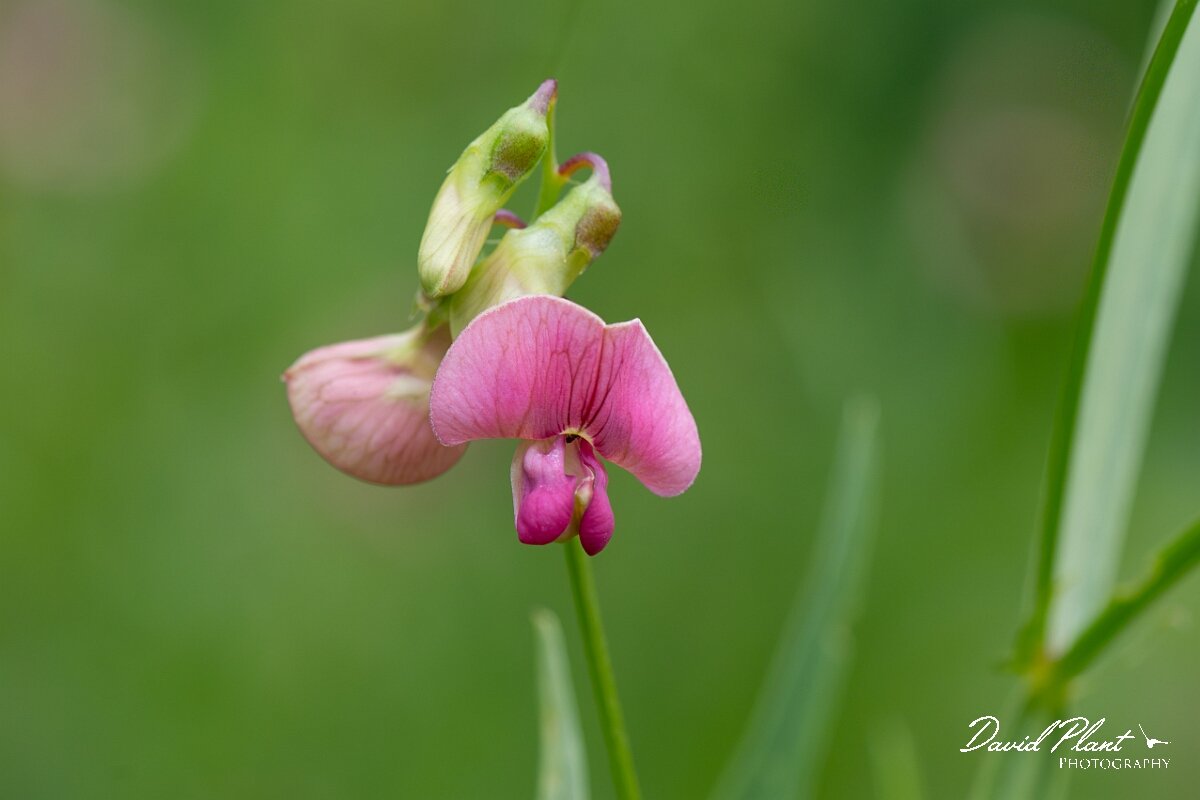 David Plant Photography - Wildlife Photography - Narrow-leaved everlasting pea - C.jpg - Narrow-leaved everlasting-pea, Lathyrus sylvestris - Bristol