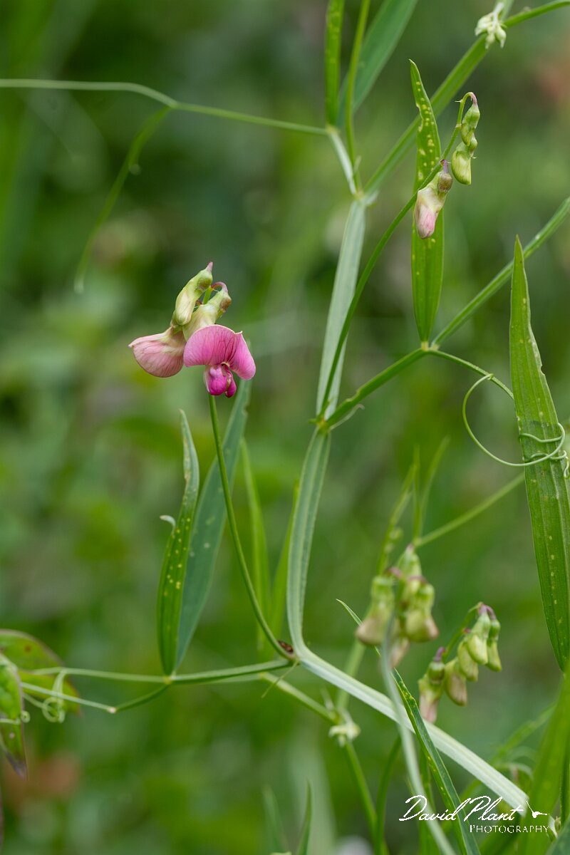 David Plant Photography - Wildlife Photography - Narrow-leaved everlasting pea - D.jpg - Narrow-leaved everlasting-pea, Lathyrus sylvestris - Bristol