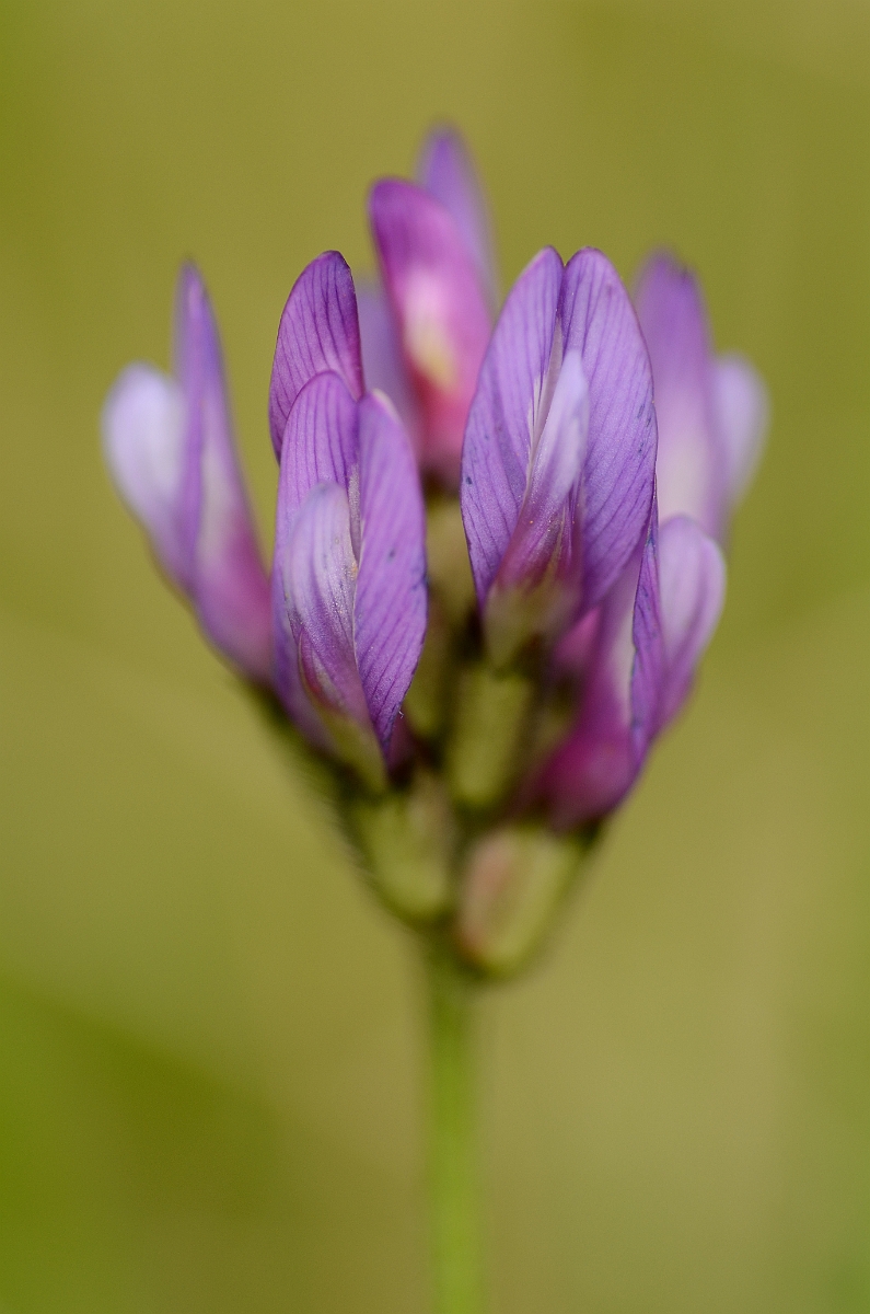 David Plant Photography - Wildlife Photography - Purple milk-vetch - C.jpg - Purple milk-vetch - Cambridgeshire