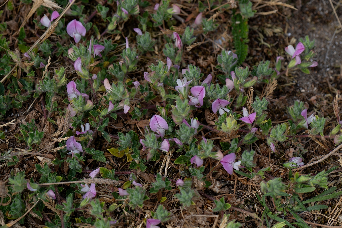 David Plant Photography - Wildlife Photography - Restharrow - D.jpg - Common restharrow - Kent