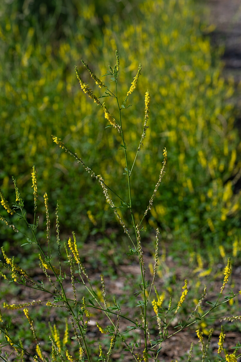 David Plant Photography - Wildlife Photography - Ribbed melilot - A.jpg - Ribbed melilot - Norfolk