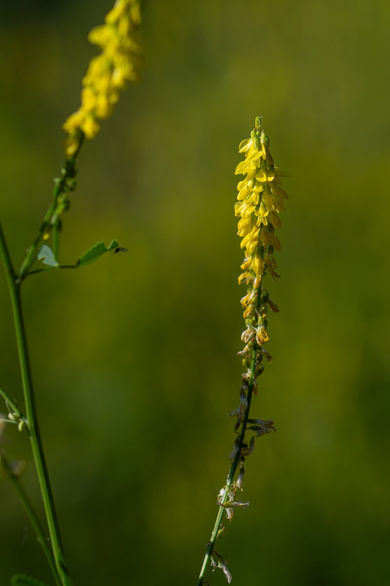 David Plant Photography - Wildlife Photography - Ribbed melilot - B.jpg - Ribbed melilot - Norfolk