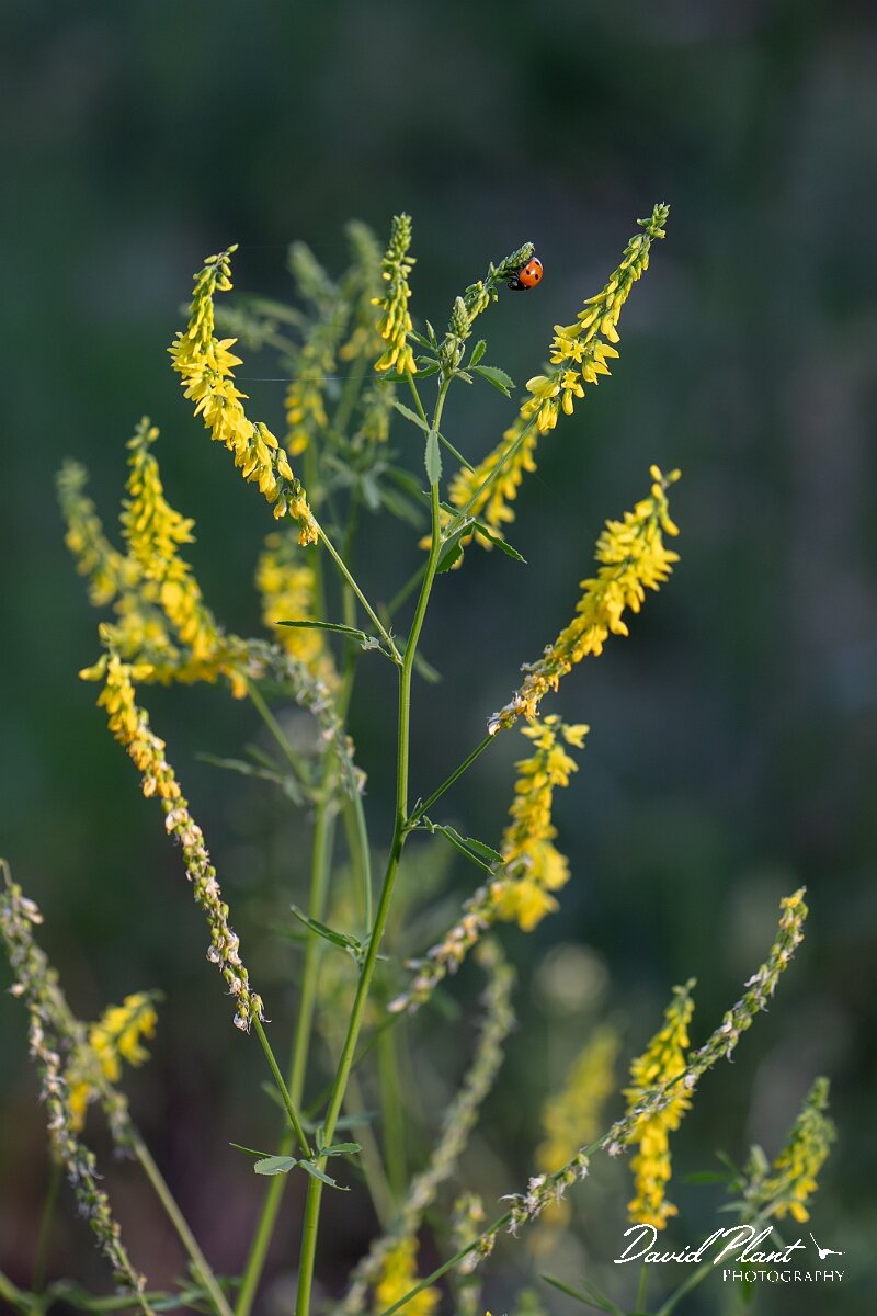 David Plant Photography - Wildlife Photography - Ribbed melilot - D.jpg - Ribbed melilot - Norfolk